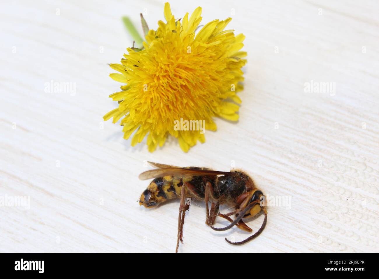 WASP e tarassolo Foto Stock