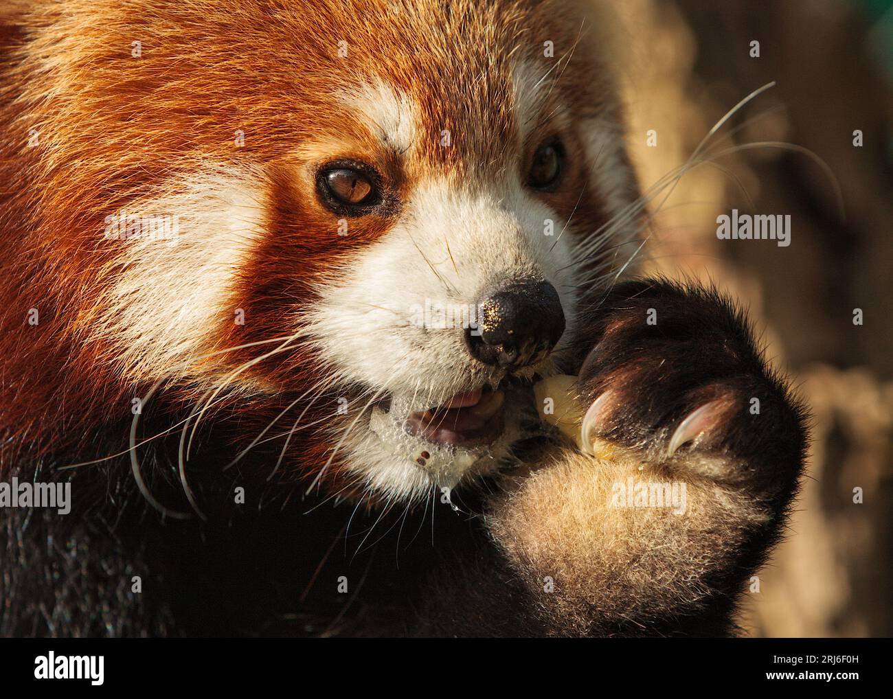Primo piano del Panda Rosso - Ailurus fulgens - che gocciola mentre mangia un pezzo di frutta che tiene con i suoi artigli affilati. Foto Stock