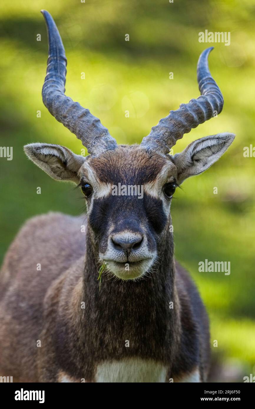 Blackbuck - Antilope cervicapra - noto anche come antilope indiana. Primo piano che mostra uno sguardo intenso con i suoi occhi grandi e il suo lungo sughero Foto Stock