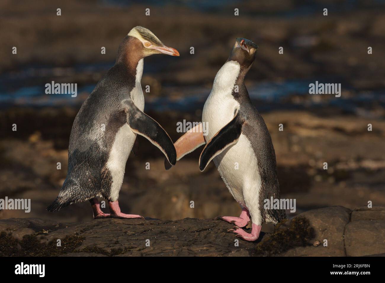 Due pinguini dagli occhi gialli - antipodi Megadyptes - entrano in contatto con le loro pinne mentre si salutano su una spiaggia rocciosa. NUOVA ZELANDA Foto Stock