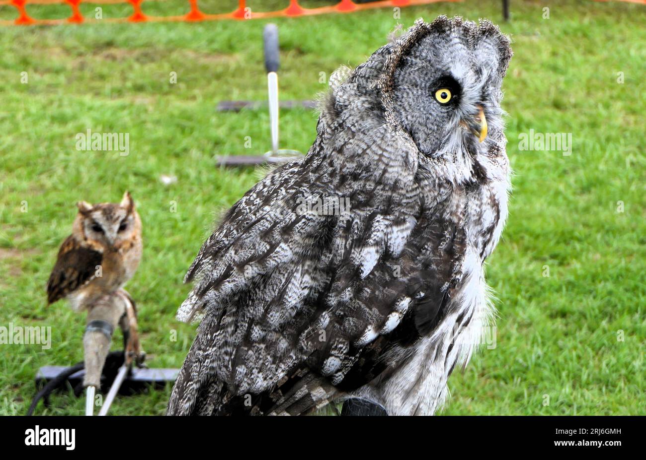 Majestic Owls Lek all'Ashbourne Show, Regno Unito Foto Stock