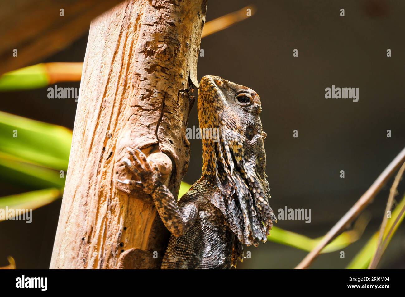 Un primo piano di una lucertola marrone arroccata su un sottile ramo di albero, ammirando il paesaggio naturale sottostante Foto Stock