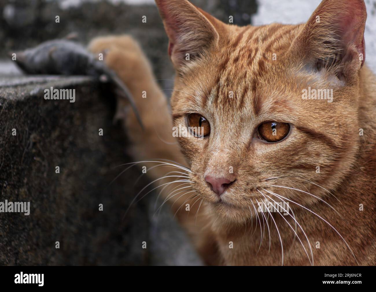 Gatto zenzero attento a tenere la sua presa sotto la zampa Foto Stock