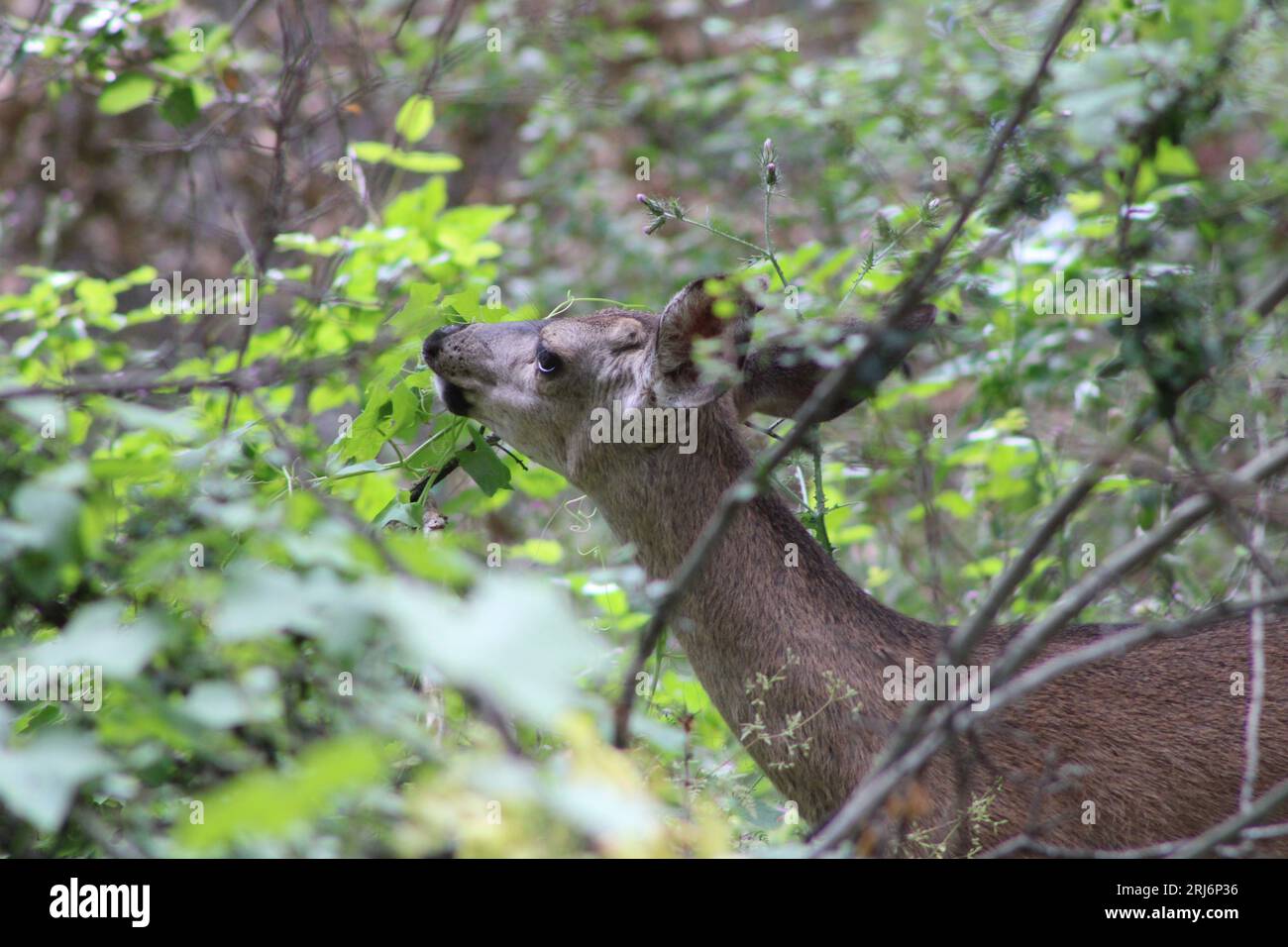 Un primo piano di un cervo che sgranca le foglie in una giornata di sole Foto Stock