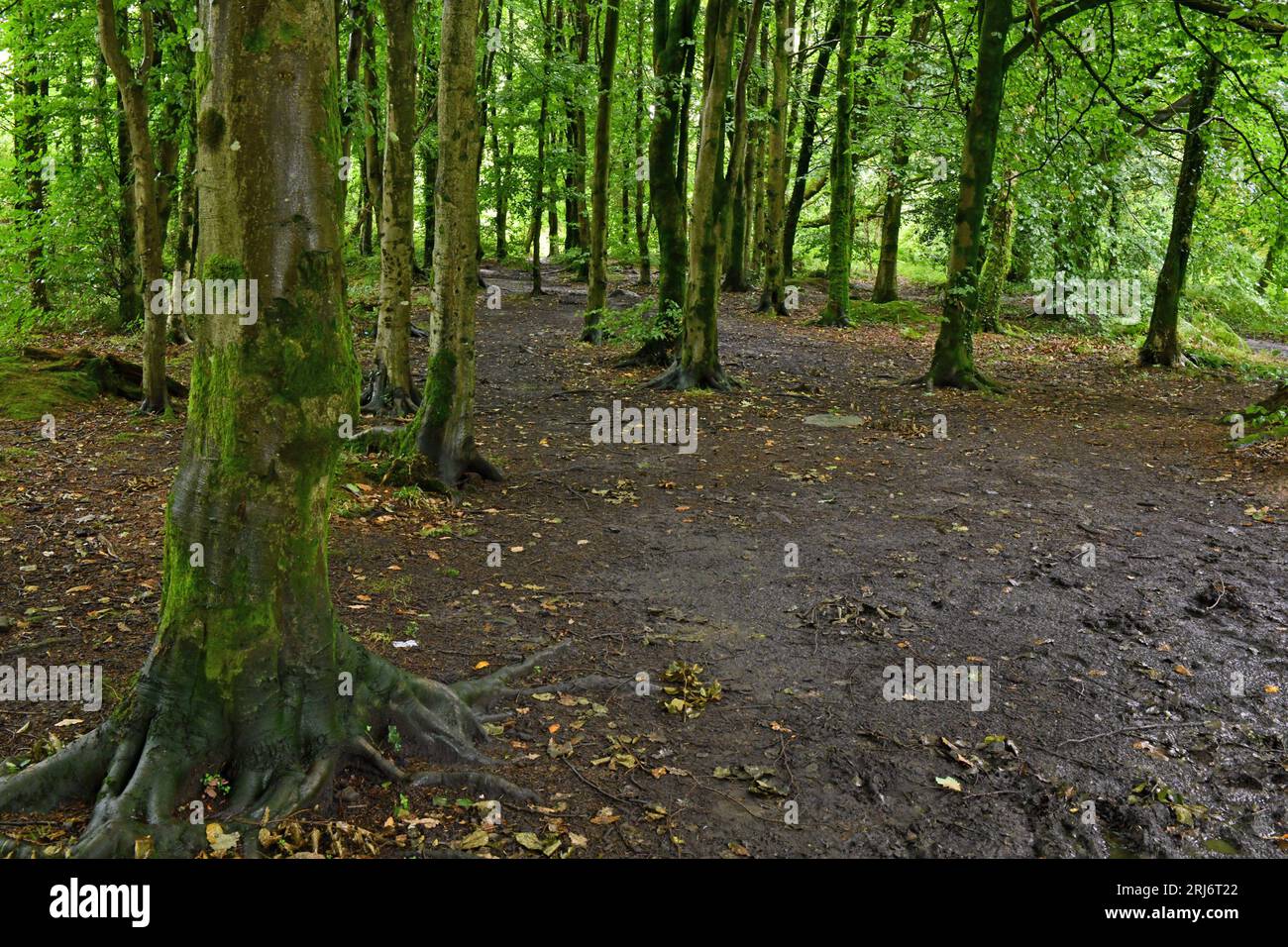 Uno dei tanti sentieri di Wentwood insieme a una piantagione di alberi in cui passeggiare e intrecciare - la foresta di Wentwood è grande. Foto Stock