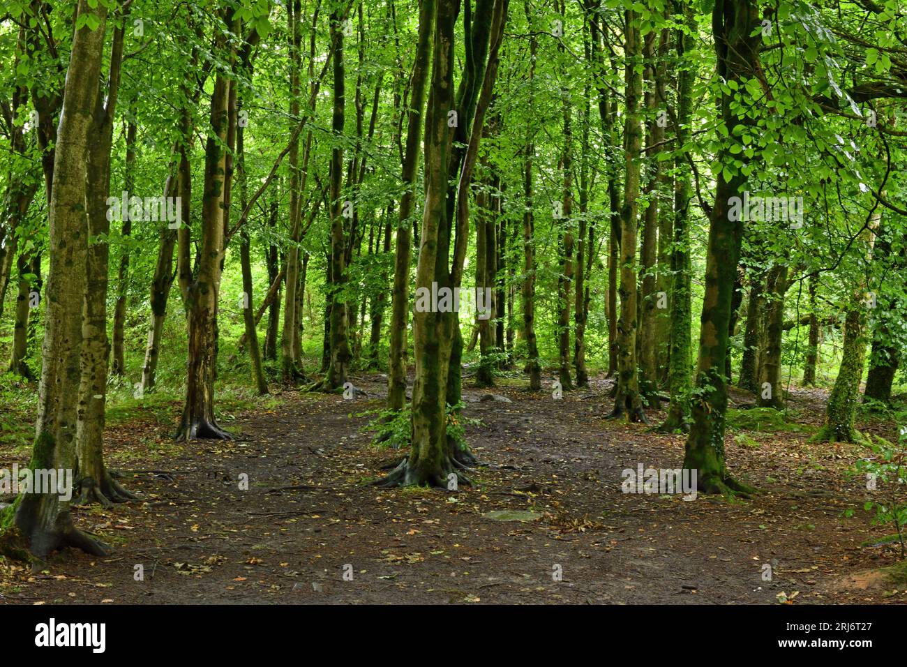 Una passeggiata nella foresta di Wentwood in una mattinata leggermente piovosa in agosto nel Monmouthshire che mostra un gran numero di alberi lungo il percorso Foto Stock