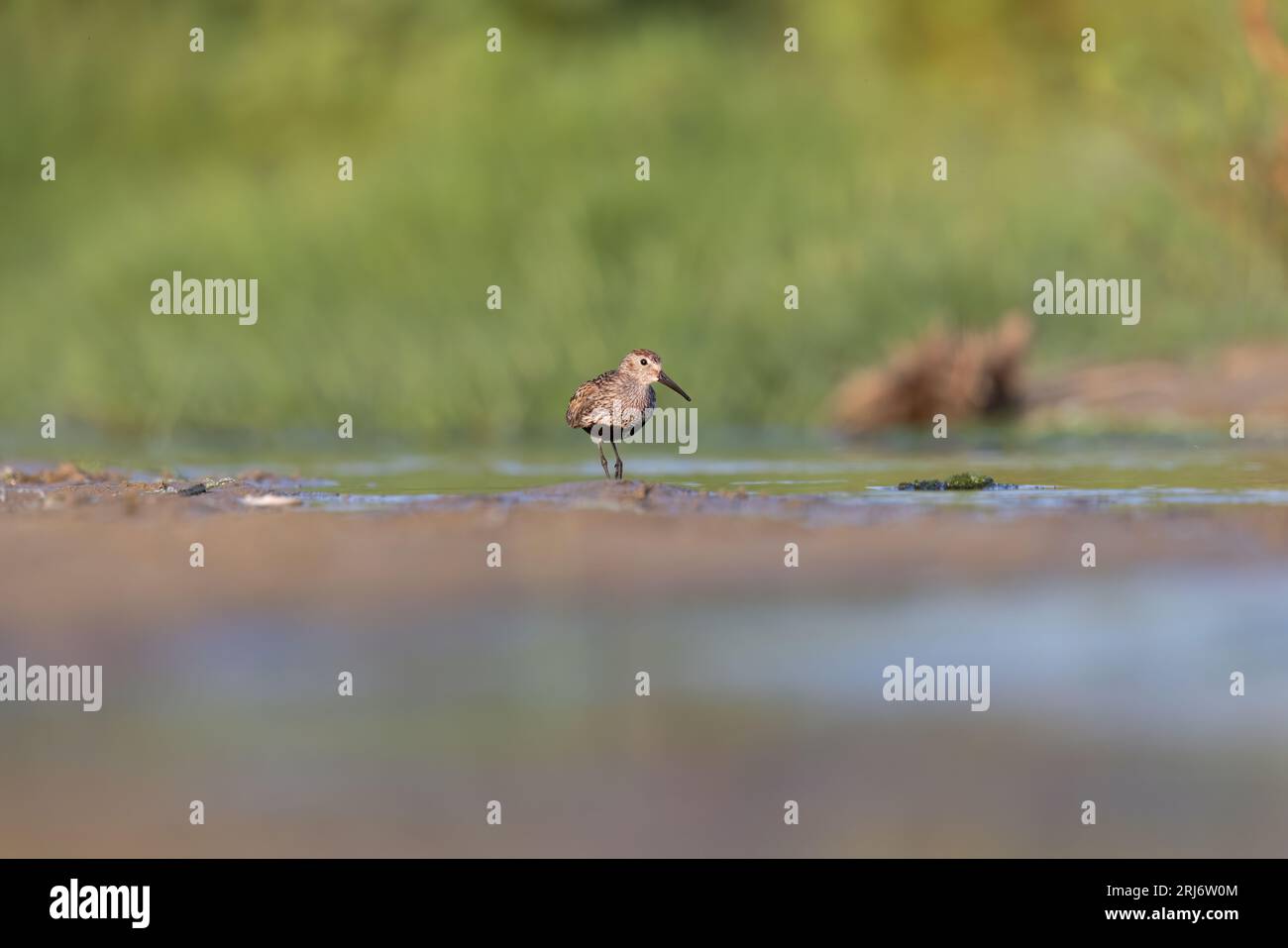Wader o Shorebird, il dunlin (Calidris alpina) Foto Stock