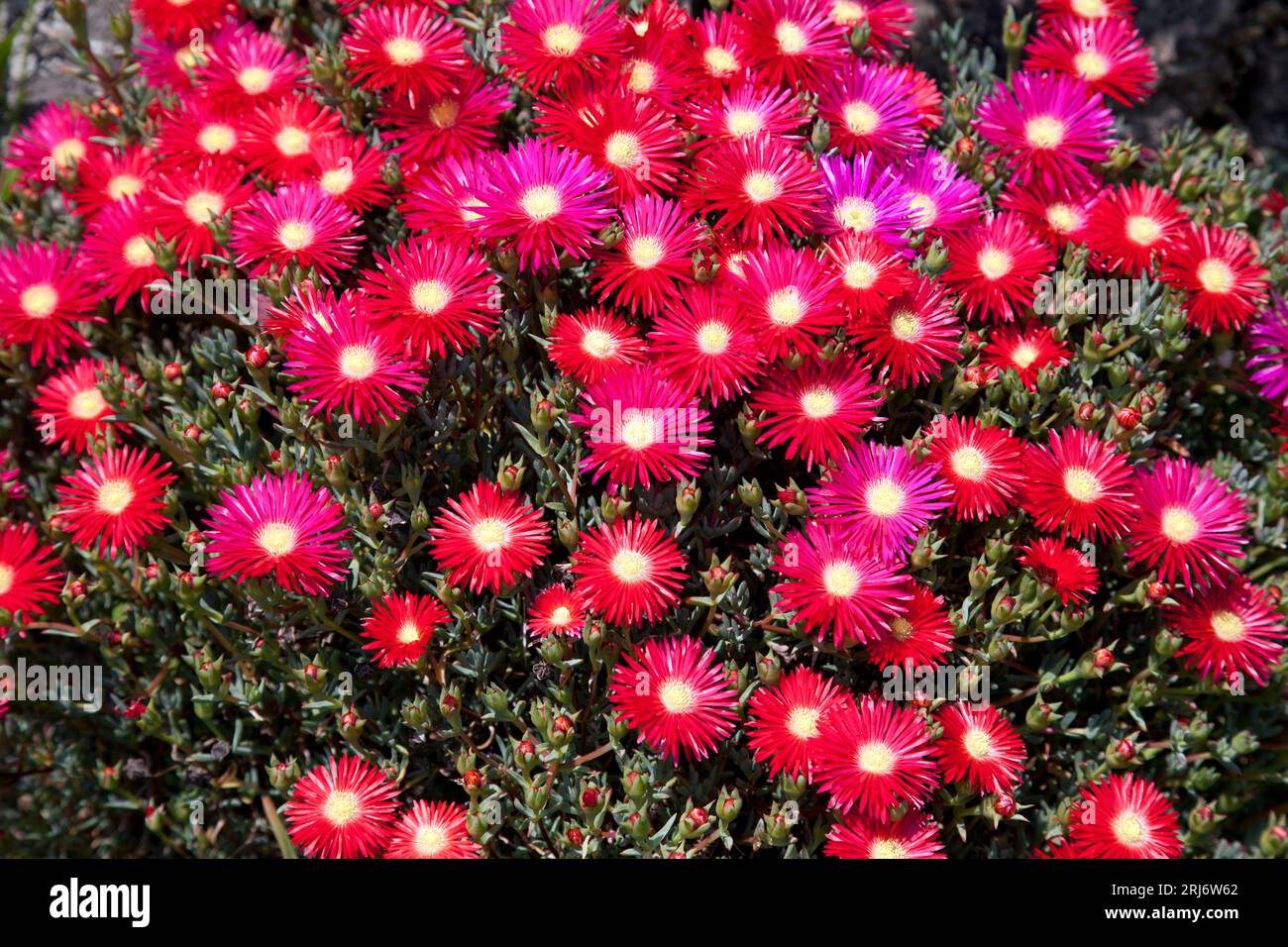 Immagine di una collezione di teste di fiori di Drosanthemum Foto Stock