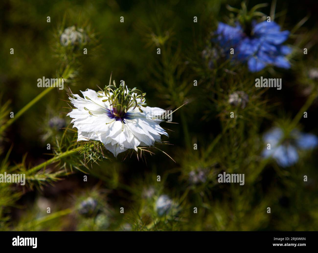 White Love in the Mist Flower Foto Stock
