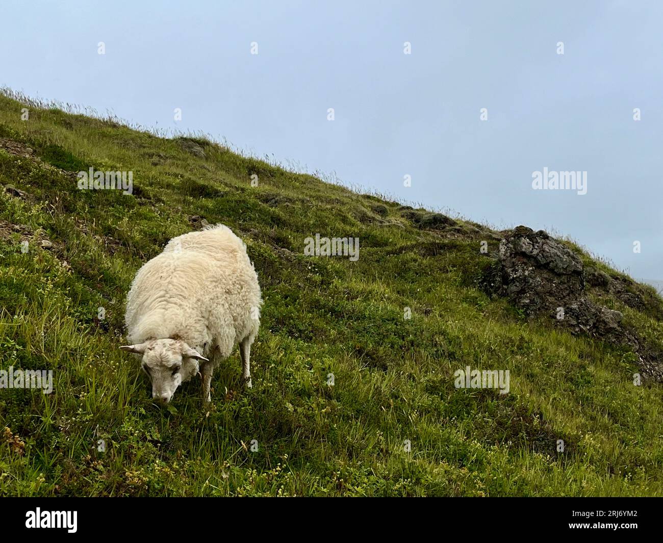 Pecore islandesi che pascolano sulla cima di una collina. L'islandese [a] è la razza islandese di pecore domestiche. Appartiene al gruppo nordeuropeo a coda corta Foto Stock