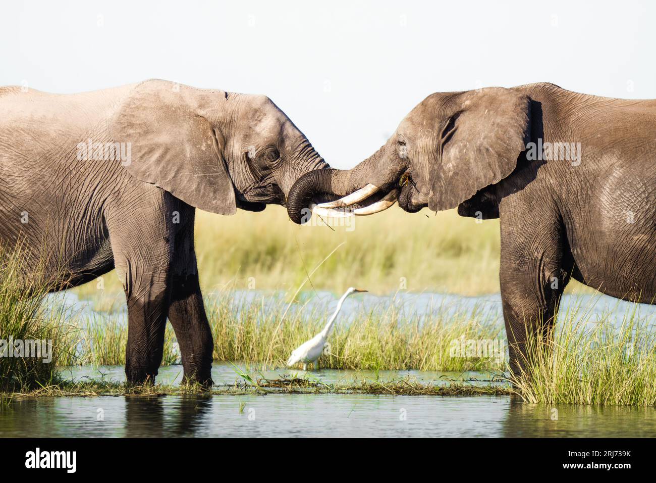 I due elefanti africani con lunghe zanne che si trovano fianco a fianco in un paesaggio erboso vicino a un grande specchio d'acqua. Foto Stock