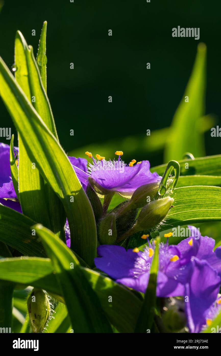 Un primo piano di Tradescantia virginiana, l'erba ragna della Virginia alla luce del sole. Foto Stock
