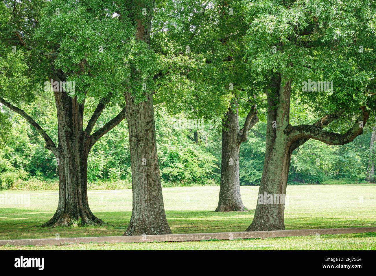 Charlotte North Carolina, Eastover Park, salici di quercia Foto Stock