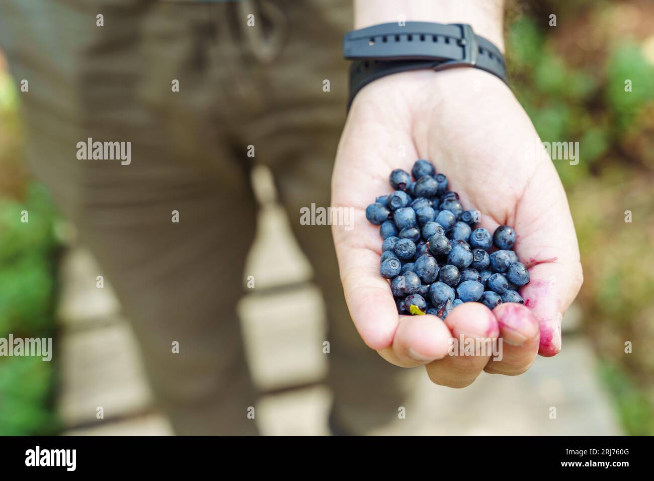 Un uomo ha raccolto mirtilli selvatici e li tiene in mano Foto Stock