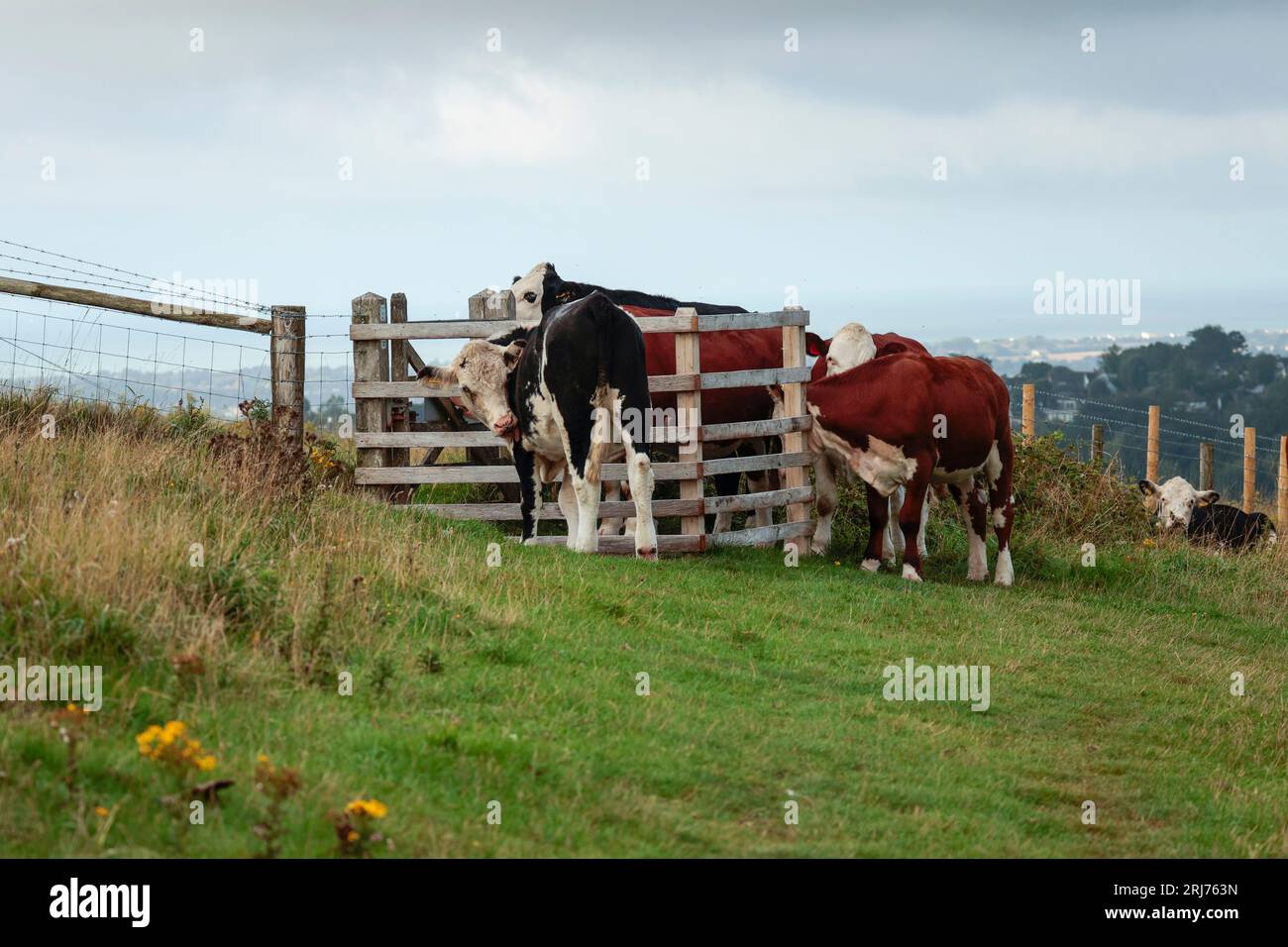 Bestiame a cissbury ring South Down uk, mucche bianche e nere e marroni e bianche nell'area di accesso pubblico al cancello dei baci. etichette auricolari gialle e numerose mosche Foto Stock