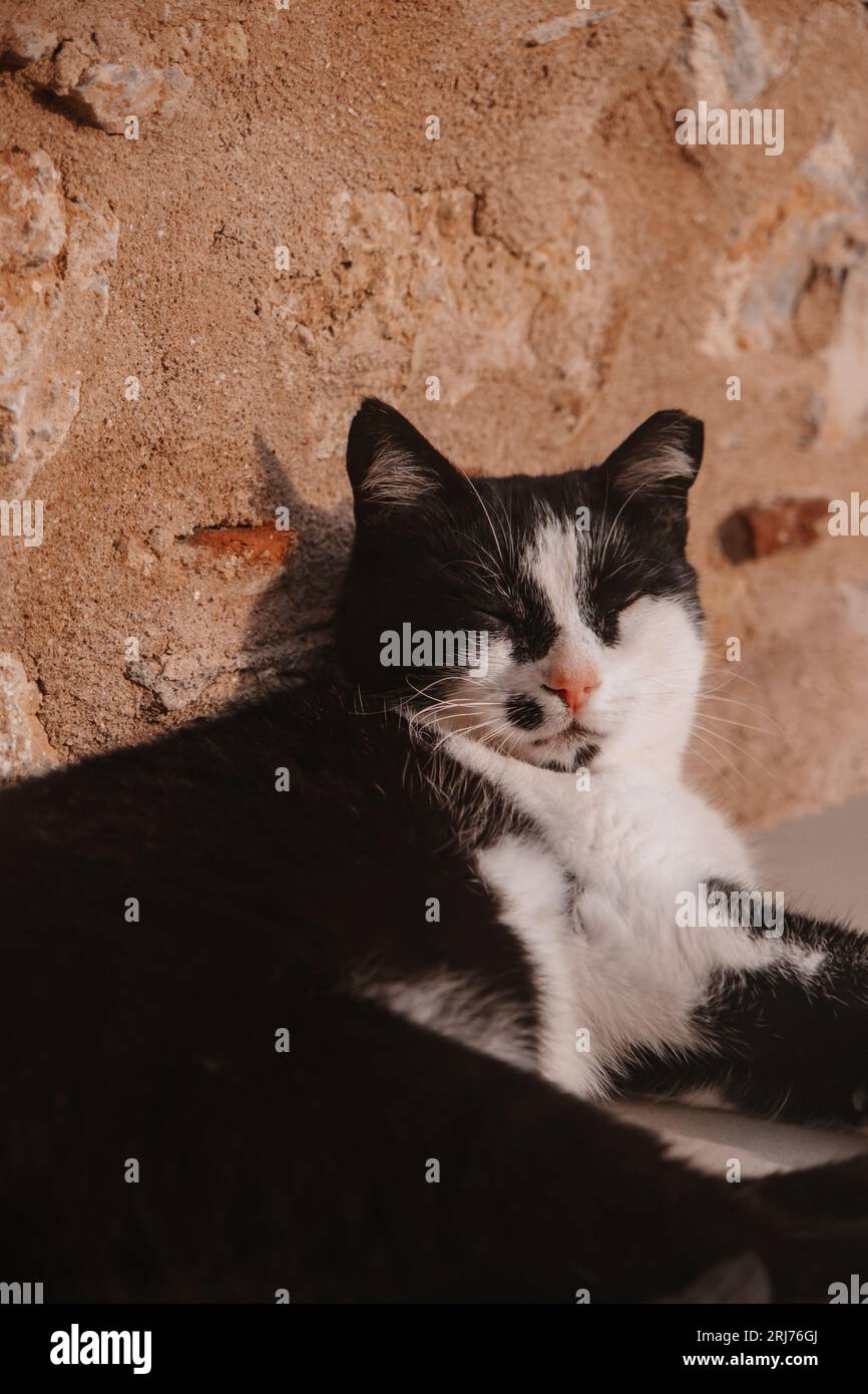 Dolce gatto nero sdraiato e dormendo su una parete di roccia in Grecia città Monemvasia Peloponneso, grazioso PET Photography, gatti europei Foto Stock