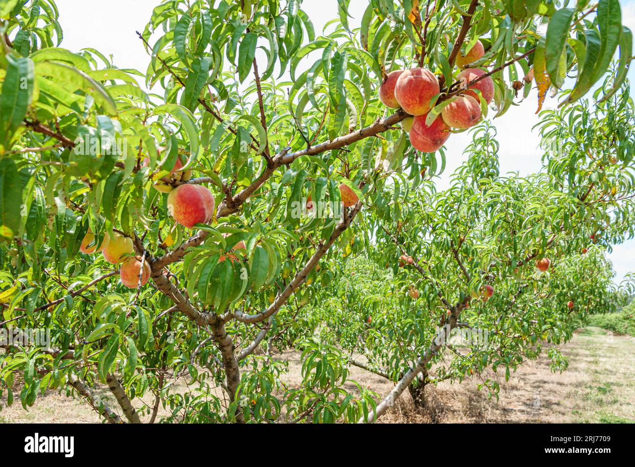 Chester, South Carolina, albero di pesche mature Foto Stock