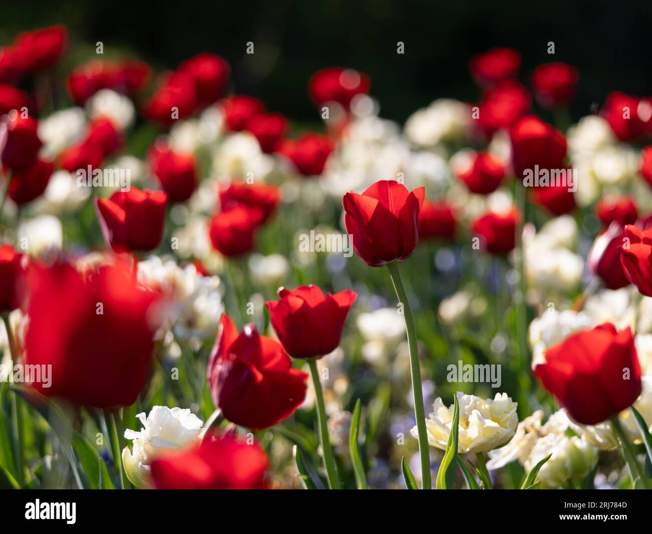 primavera con i suoi bellissimi tulipani in una giornata di sole Foto Stock