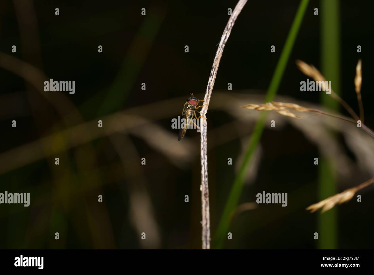 Genere Melonostoma famiglia Syrphidae mosca carta da parati di insetti selvatici Foto Stock
