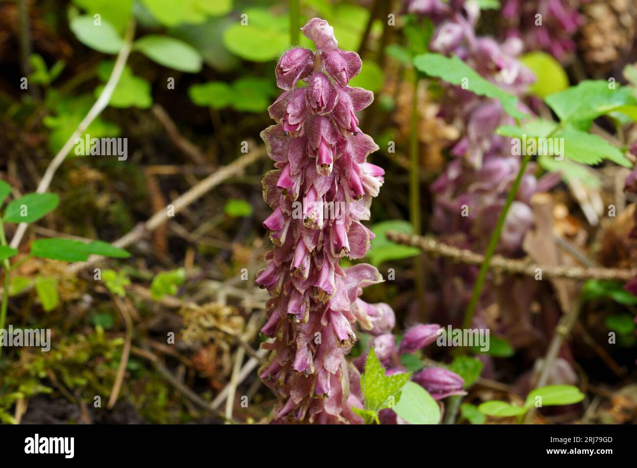 Lathraea squamaria comune tovaro fiori di fiori selvatici - fotografia di carte da parati di design d'interni Foto Stock