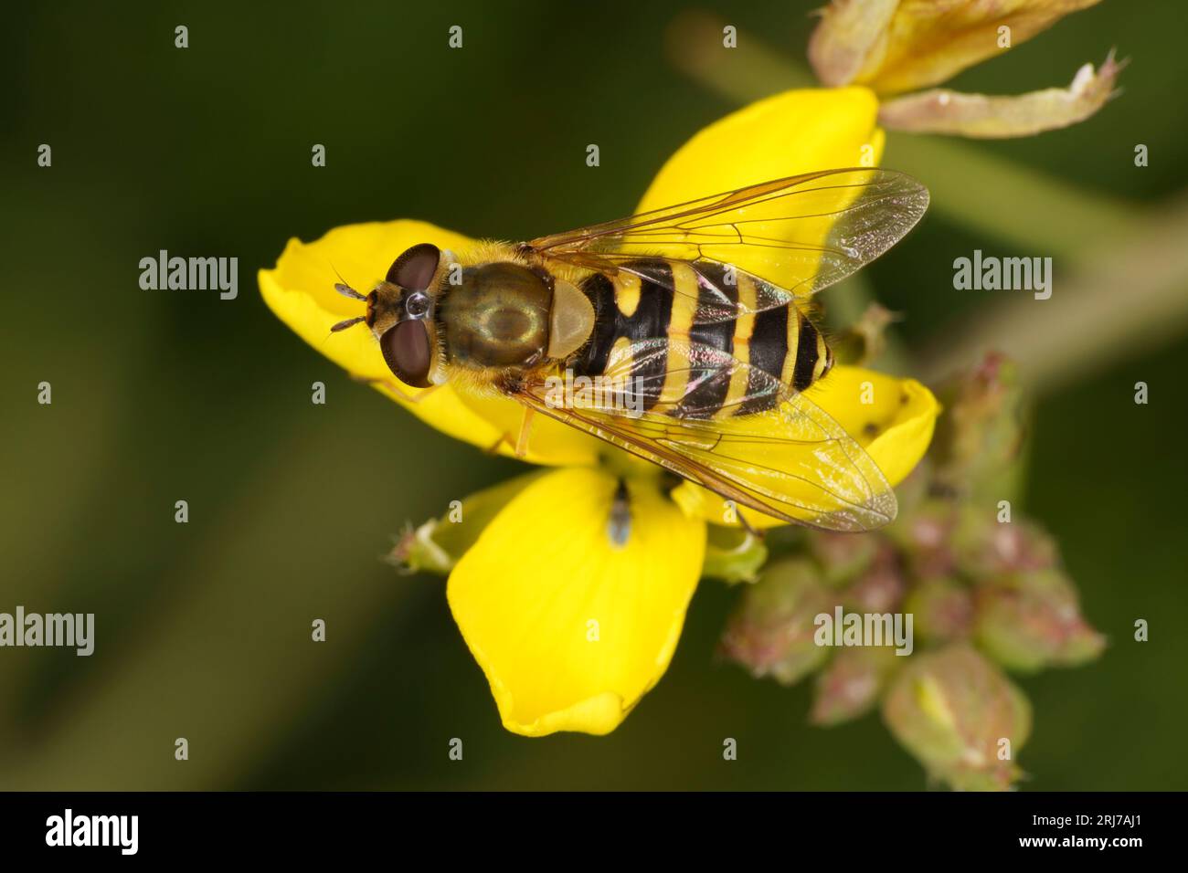 Syrphus ribesii famiglia Syrphidae genere Syrphus mosca di fiori comune natura selvatica carta da parati di insetti Foto Stock