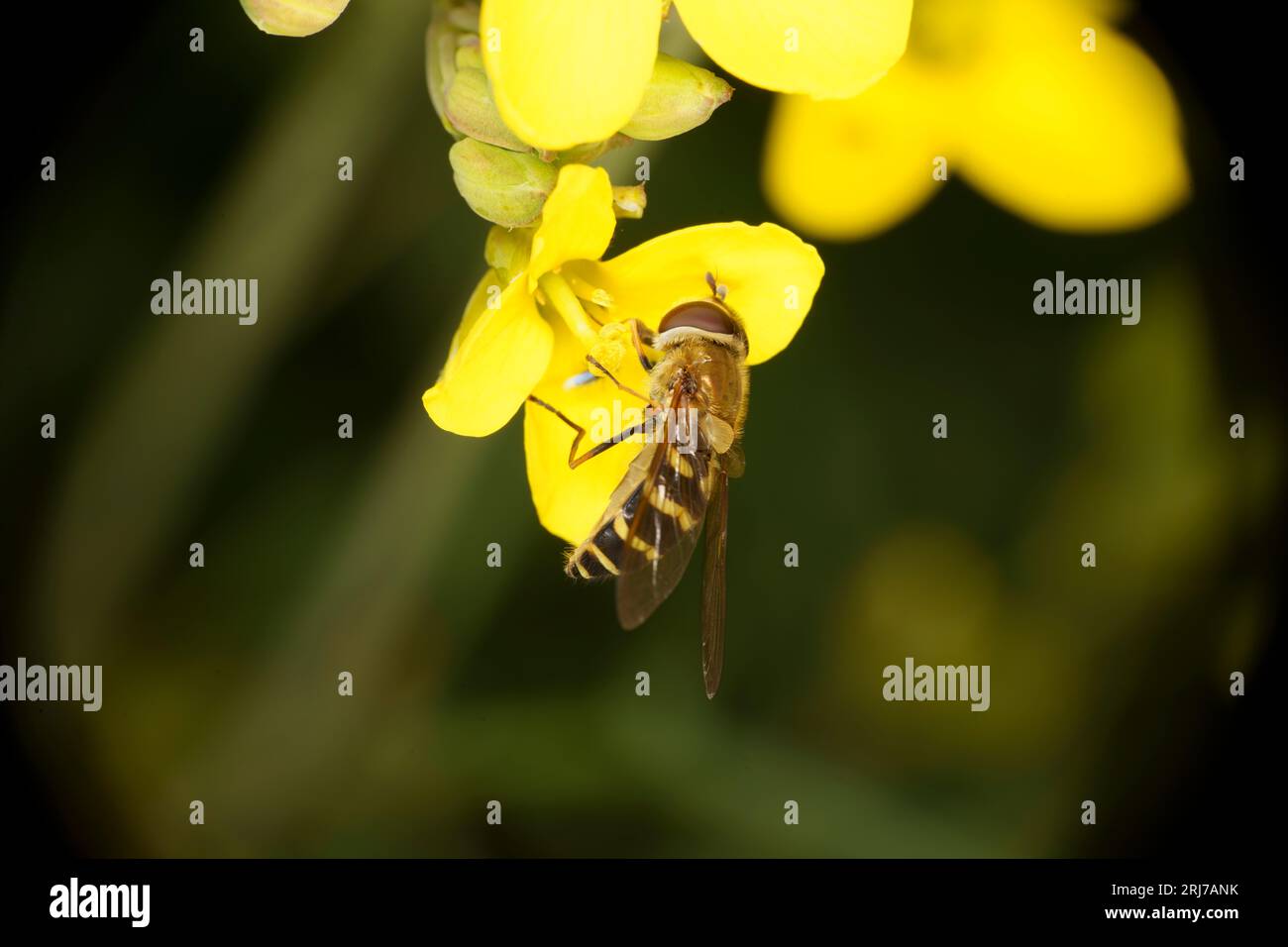 Syrphus ribesii famiglia Syrphidae genere Syrphus mosca di fiori comune natura selvatica carta da parati di insetti Foto Stock