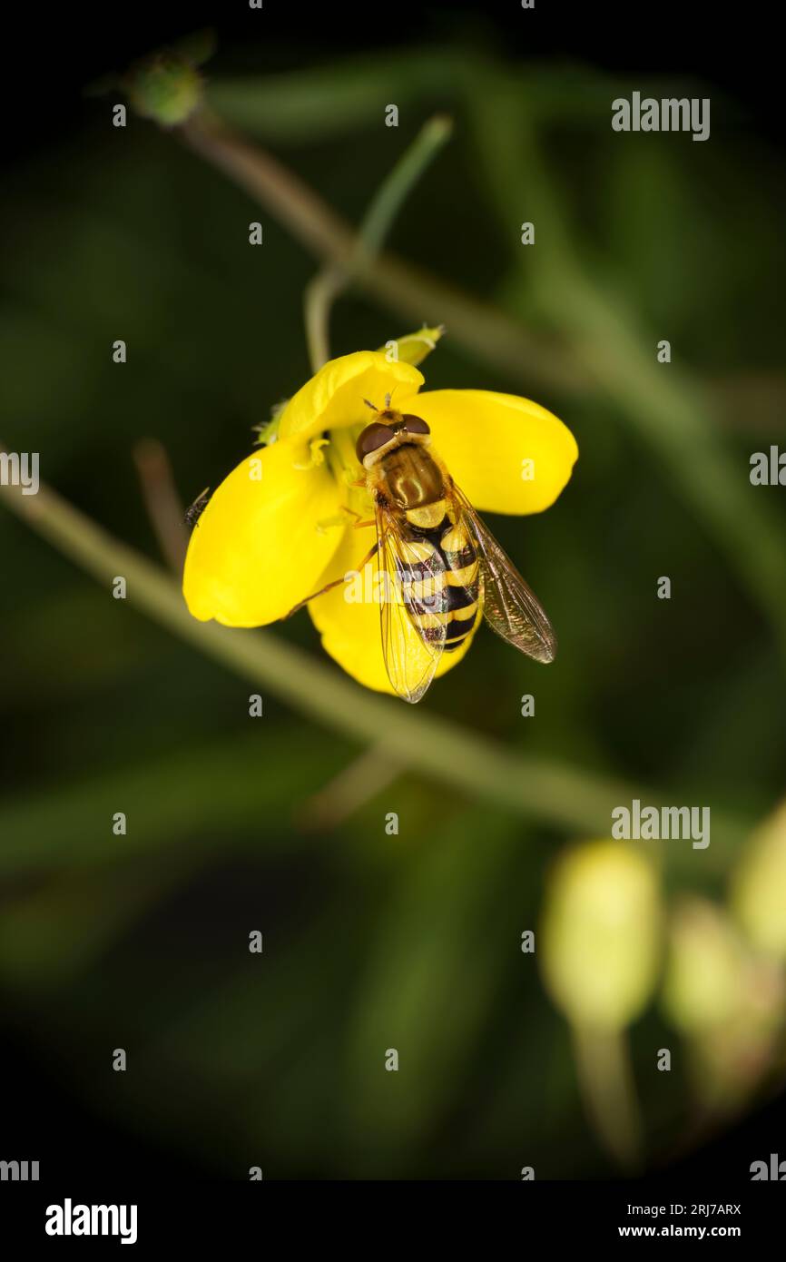 Syrphus ribesii famiglia Syrphidae genere Syrphus mosca di fiori comune natura selvatica carta da parati di insetti Foto Stock