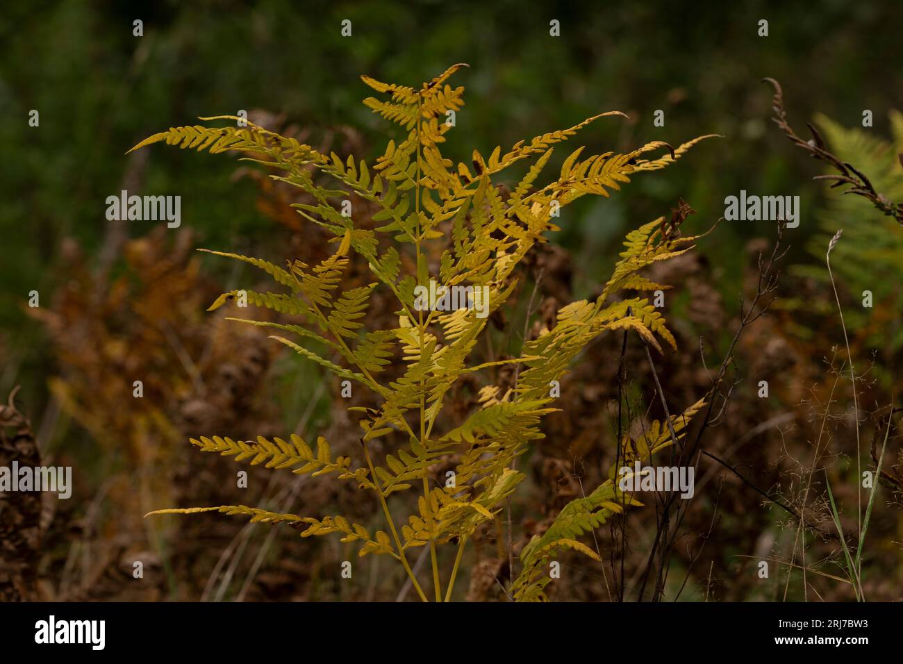 Fiori autunnali selvaggi - foto per la decorazione di design del soggiorno o della cucina Foto Stock