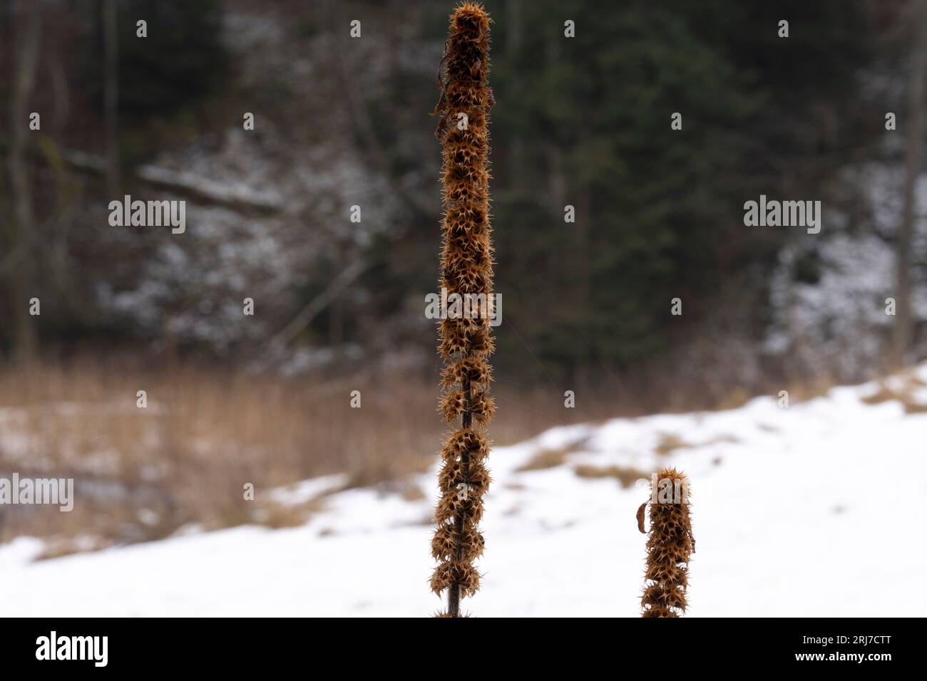 Fiori autunnali selvaggi - foto per la decorazione di design del soggiorno o della cucina Foto Stock