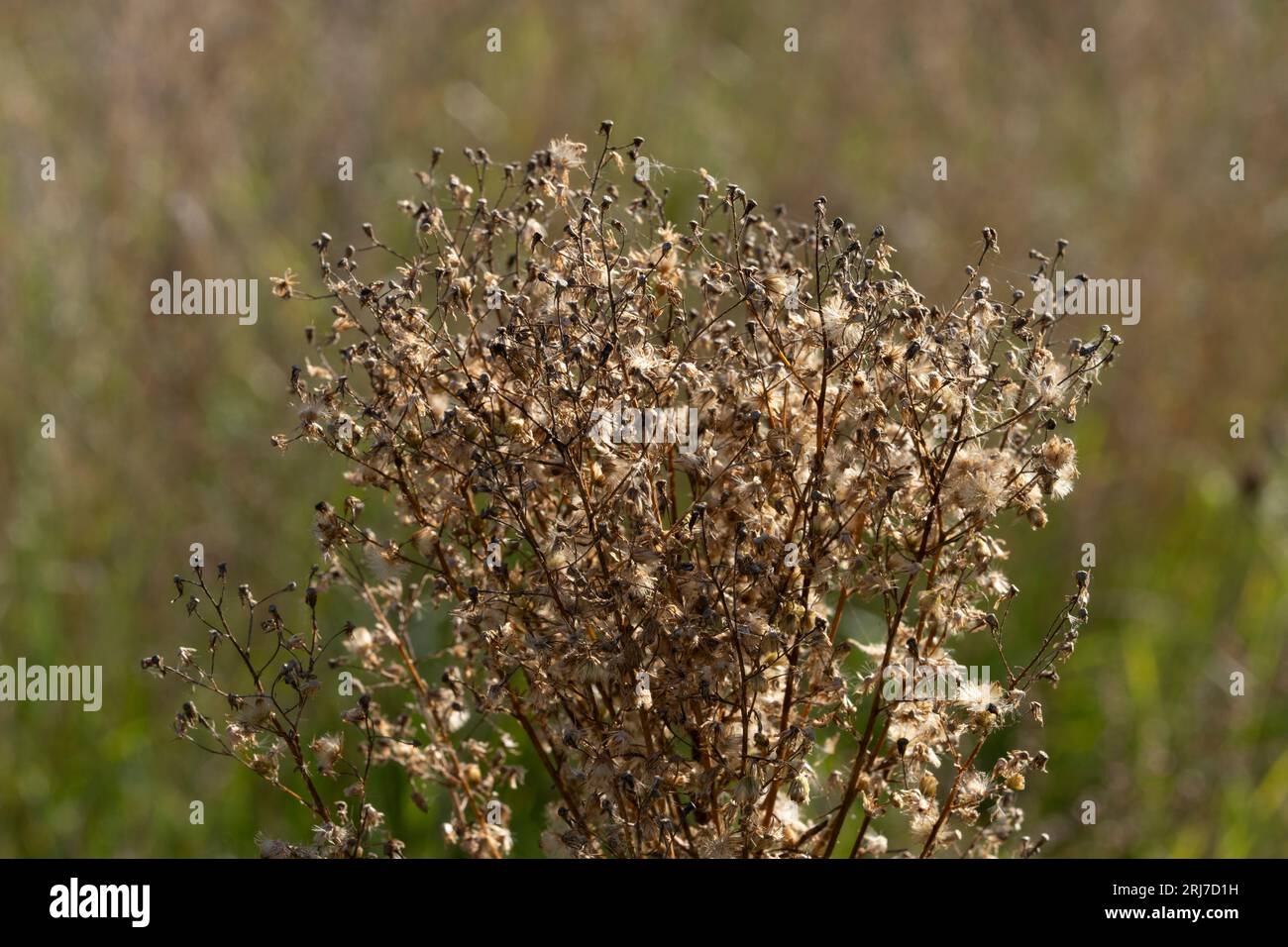 Fiori autunnali selvaggi - foto per la decorazione di design del soggiorno o della cucina Foto Stock