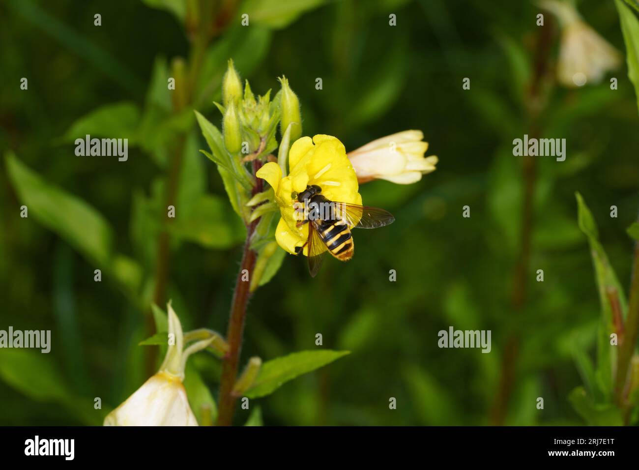 Sericomyia silentis famiglia Syrphidae genere Sericomyia Peat Hoverfly carta da parati di insetti selvaggi Foto Stock