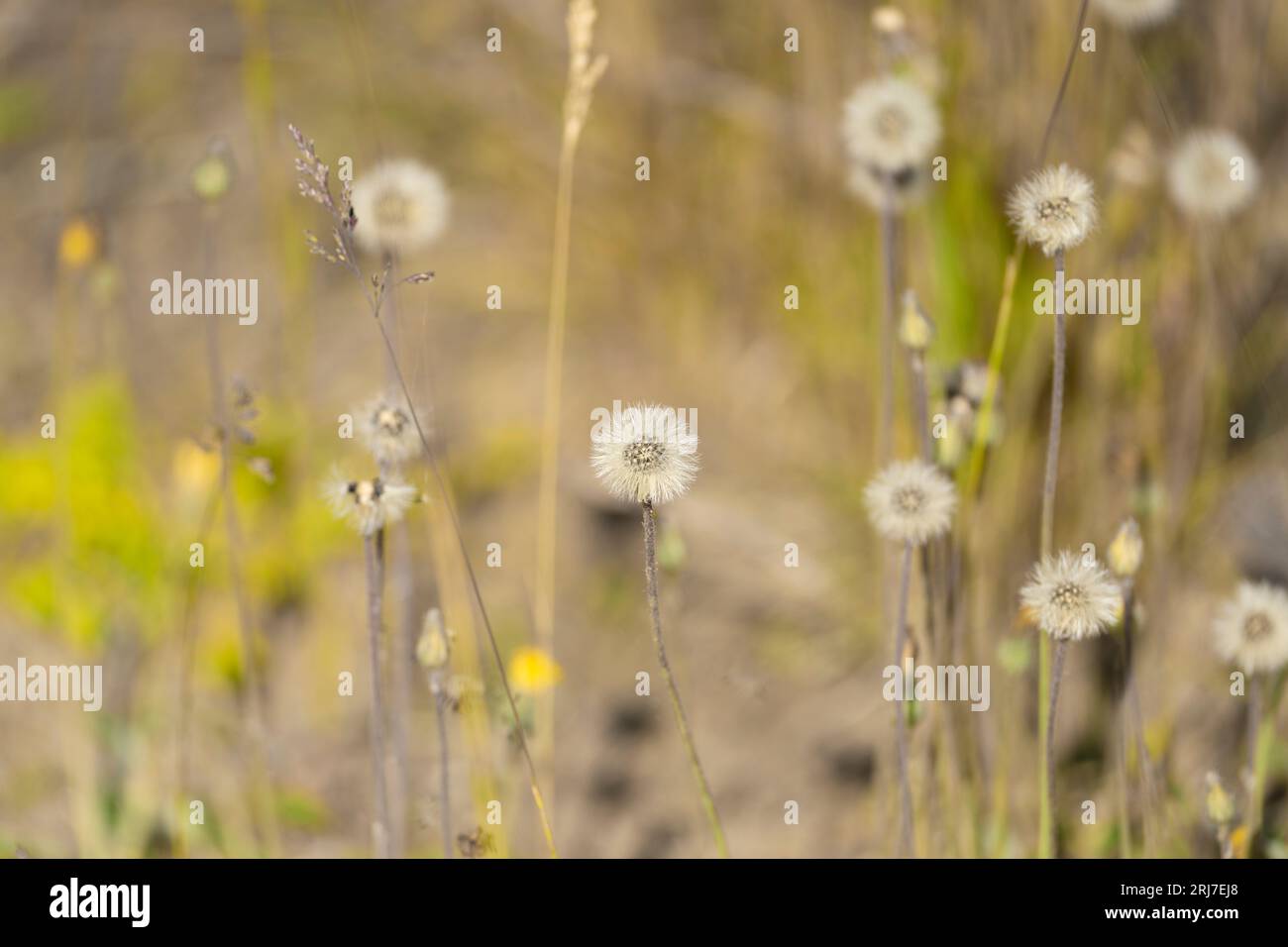 Fiori autunnali selvaggi - foto per la decorazione di design del soggiorno o della cucina Foto Stock