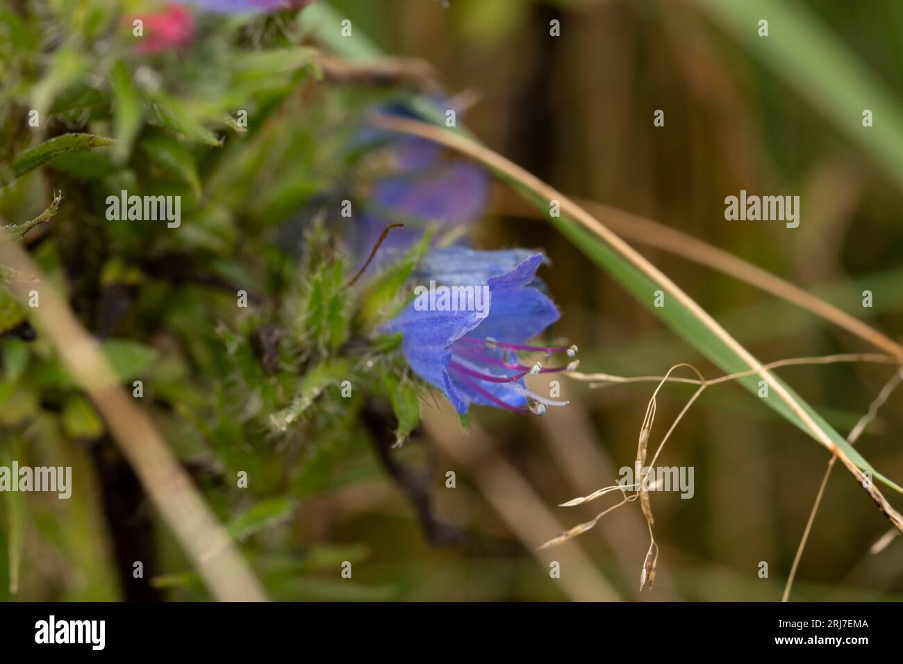 Echium vulgare Viper's Bugloss Blueweed fiori di natura selvaggia fotografia di carte da parati Foto Stock