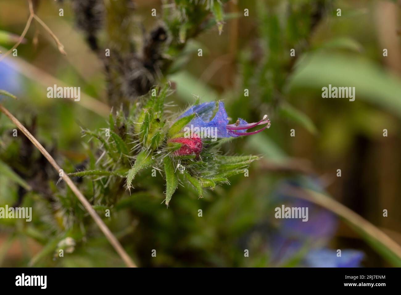 Echium vulgare Viper's Bugloss Blueweed fiori di natura selvaggia fotografia di carte da parati Foto Stock