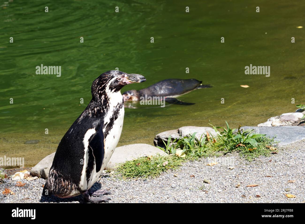 Ammira il pinguino di Humboldt, in latino chiamato spheniscus humboldti, che si trova sulla riva del lago e guarda in varie direzioni. Foto Stock