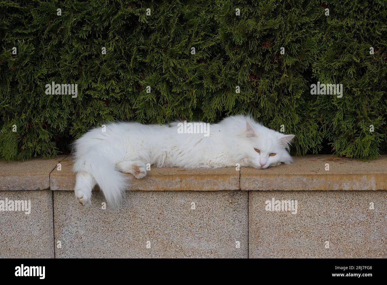 Gatto bianco con i capelli lunghi allungati sulla parete di mattone. C'è una siepe di cedro sullo sfondo con un sacco di spazio di copia. Foto Stock