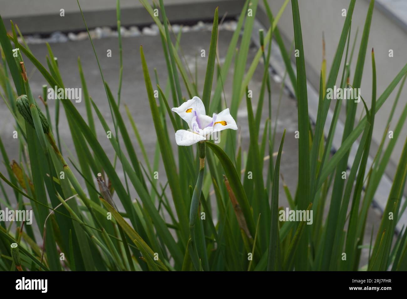Grande Iris selvatico o Iris africano, in latino Calles dietes grandiflora in fiore. Foto Stock