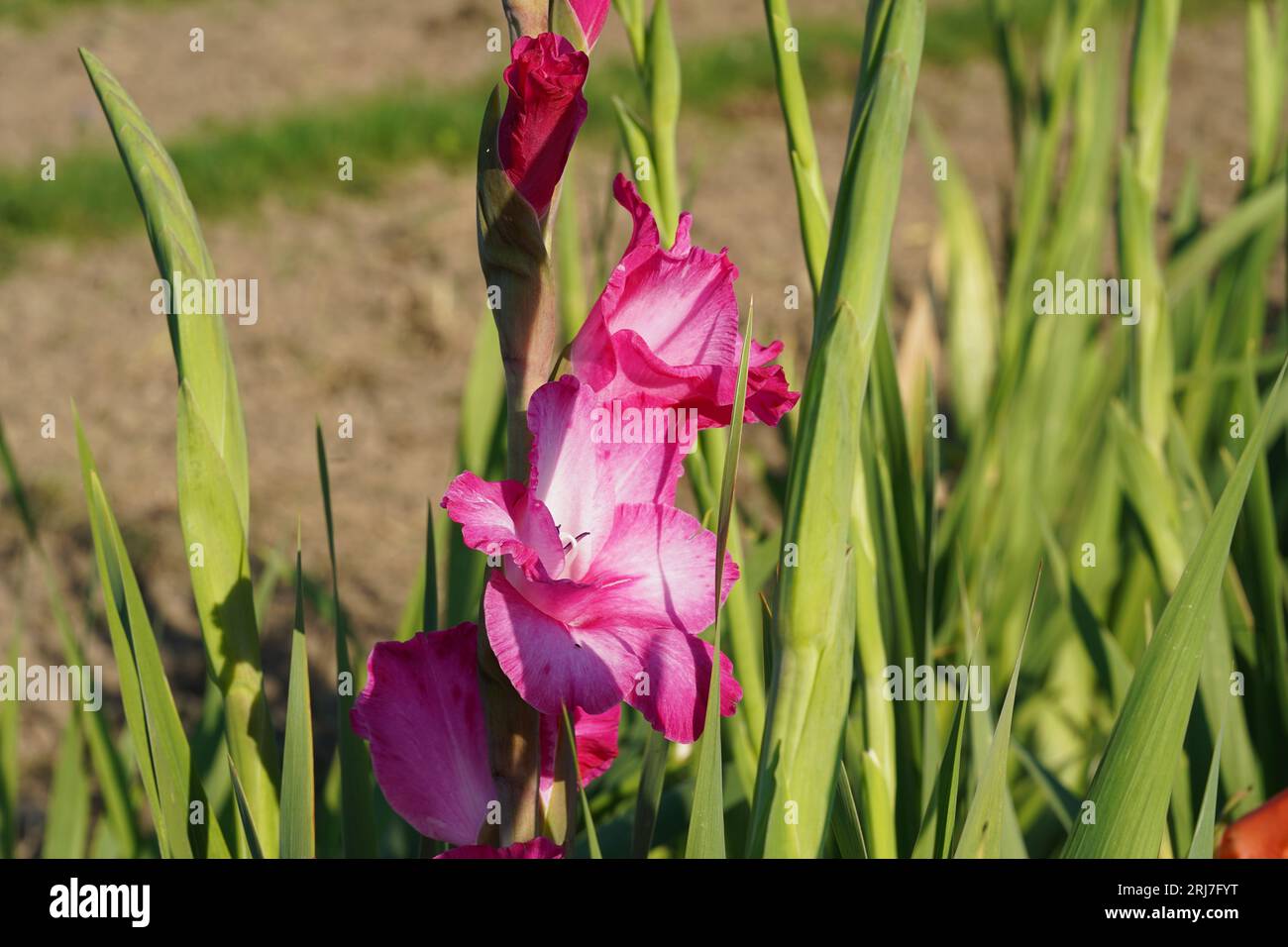 Gladiolus fiori ibridi di colore fucsia chiaro che crescono in condizioni naturali su un campo. Foto Stock