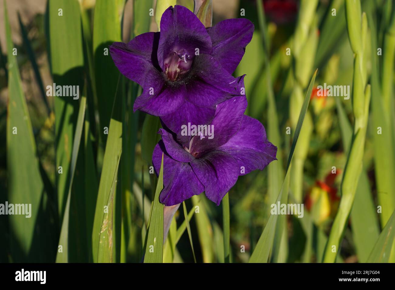 Fiori ibridi gladiolus viola scuro o viola scuro che crescono in condizioni naturali. Foto Stock