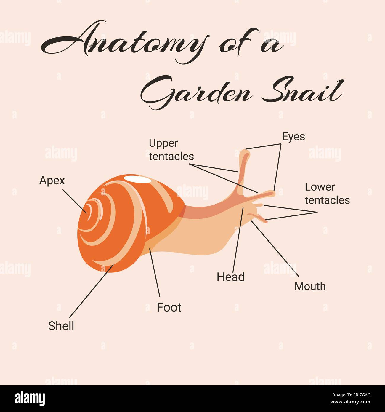 Anatomia di un manuale vettoriale di lumaca da giardino. Illustrazione Vettoriale