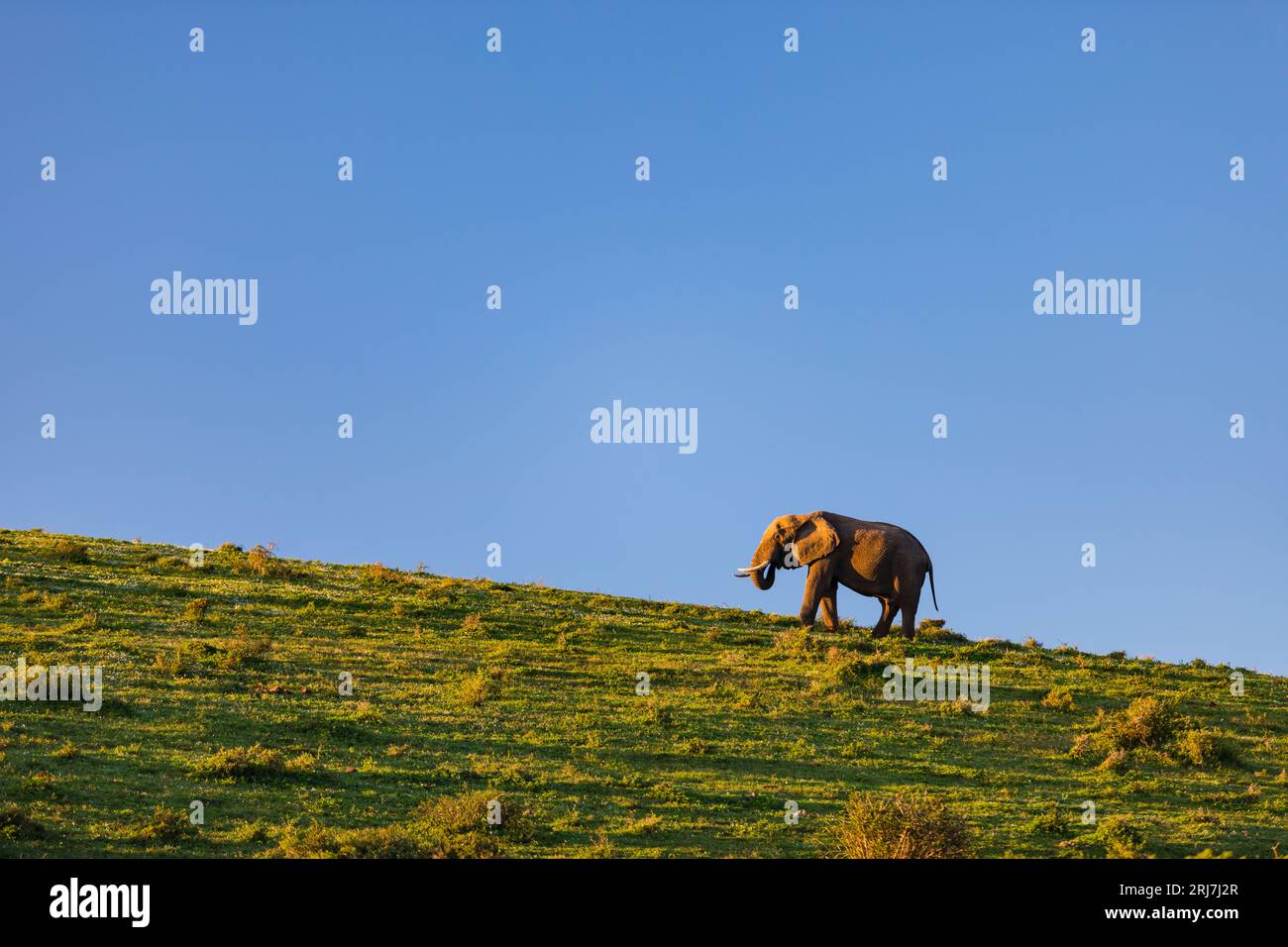 Gli elefanti che vagano per il parco degli elefanti Addo nel capo Orientale, Sudafrica, fauna selvatica, turismo ecologico, viaggi alberghieri Foto Stock