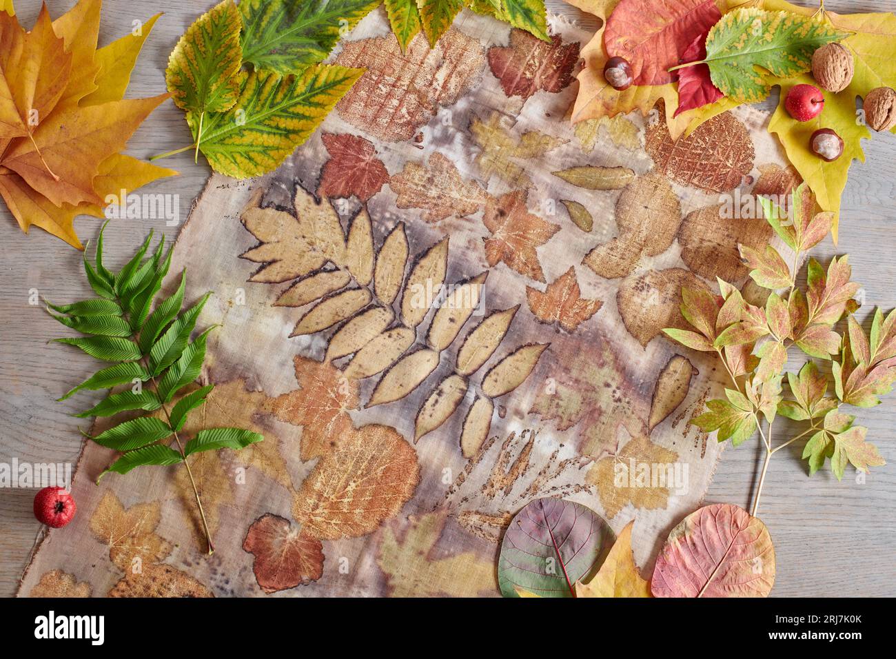Foglie autunnali, noci e bacche adagiate su strisce di tessuto tinte a mano con la tecnica della stampa ecocompatibile Foto Stock