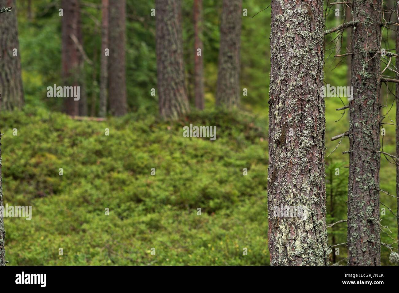 paesaggio naturale, tronchi di pino su fondo scolpito di foresta boreale con sottobosco di muschi, taiga di conifere, Foto Stock