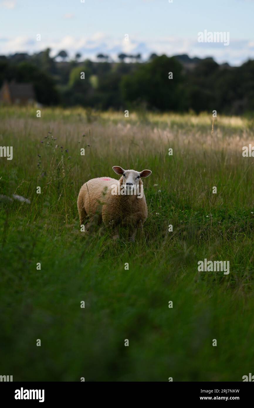 Pecore che pascolano nella grande campagna britannica una sera. Foto Stock