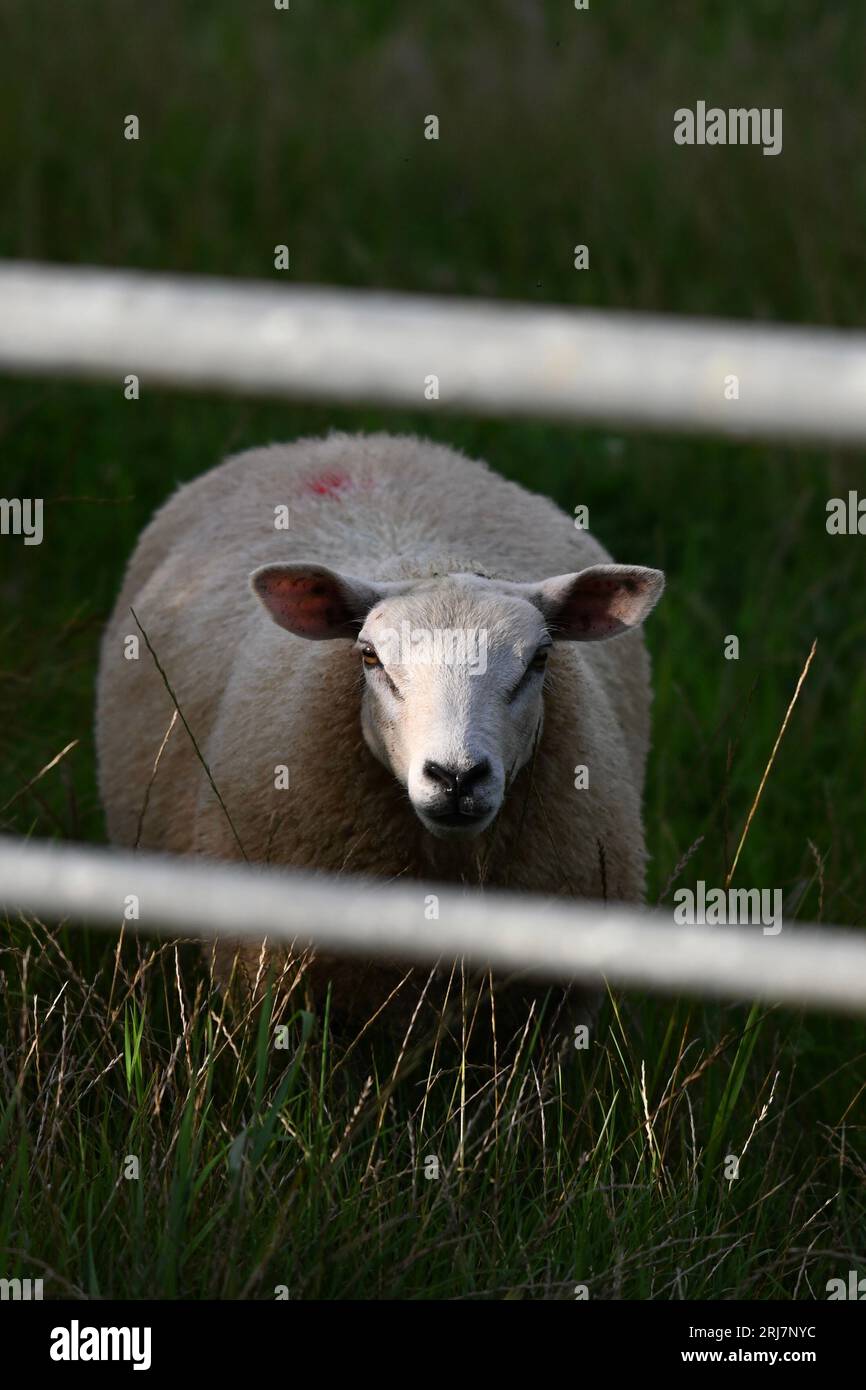 Pecore che pascolano nella grande campagna britannica una sera. Foto Stock