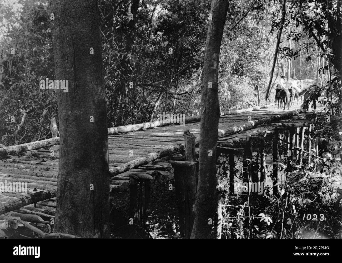 Ponte de Madeira sobre Igarapé - 1023 1910 di Dana B. Merrill Foto Stock