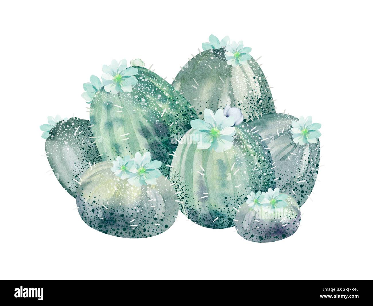 Illustrazione ad acquerello di cactus isolati su sfondo bianco. Illustrazioni floreali per progetti, biglietti di auguri e inviti. Foto Stock