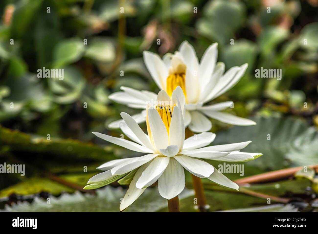 Fiore di loto su un lago Foto Stock