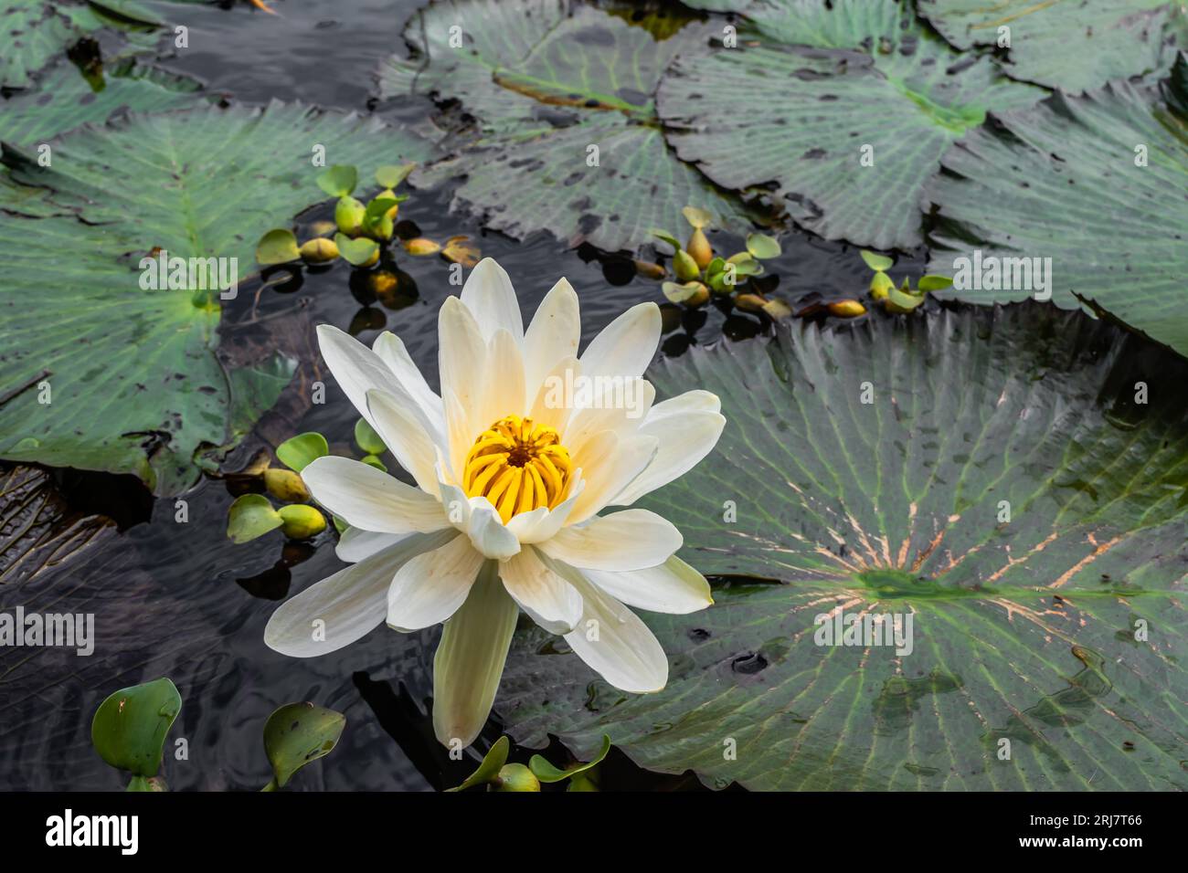 Fiore di loto su un lago Foto Stock