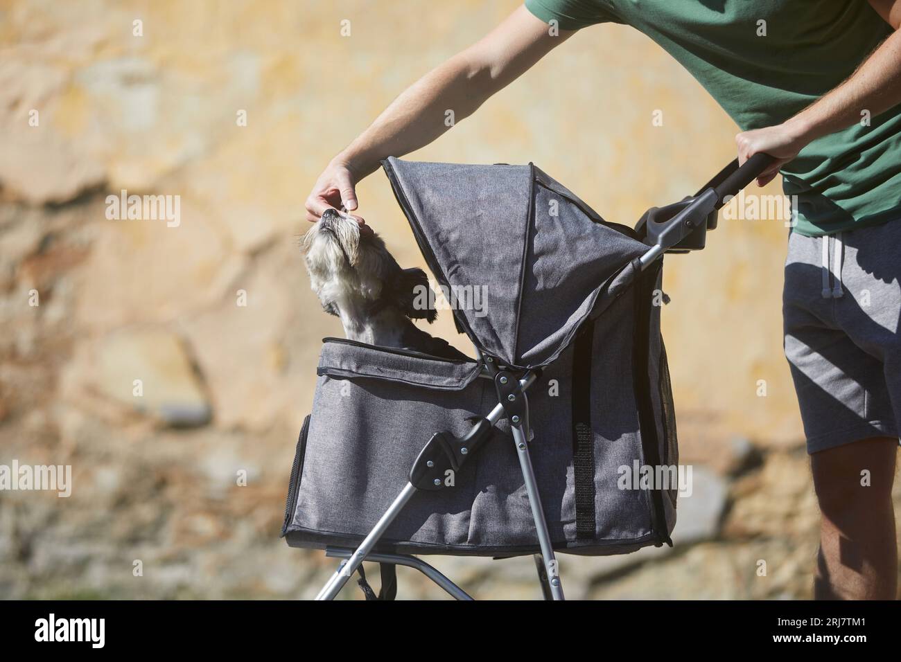 Proprietario di animali domestici durante la passeggiata con cane in passeggino. Uomo che accarezza terrier coccolato. Foto Stock